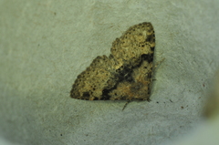 Metalectra quadrisignata