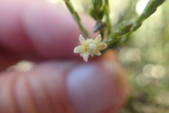 Lachnaea elsieae
