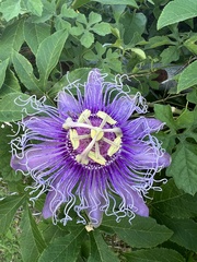 Passiflora incarnata × cincinnata