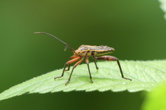 Physomerus grossipes