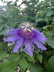 Passiflora incarnata × cincinnata