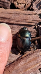 Geotrupes