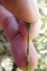 Lachnaea elsieae