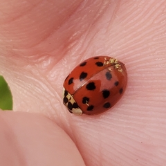 Hesperomyces harmoniae