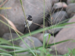 Sporophila morelleti