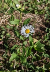Erigeron