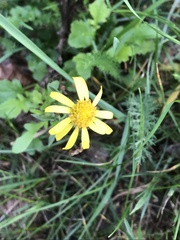 Jacobaea