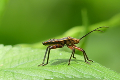 Physomerus grossipes