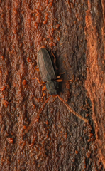 Uleiota debilis