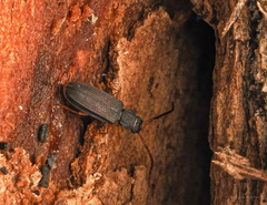 Uleiota debilis