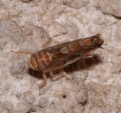 Scaphoideus titanus