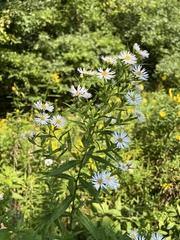 Symphyotrichum firmum