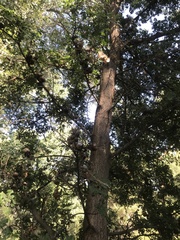 Quercus lobata