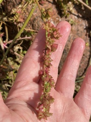 Atriplex littoralis