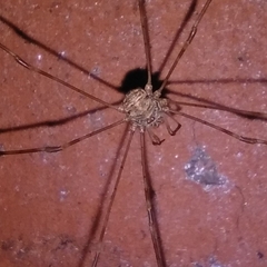 Dicranopalpus