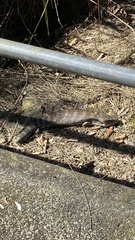 Tiliqua scincoides