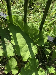 Phytomyza albiceps group