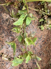 Atriplex littoralis
