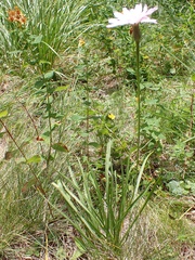 Scorzonera rosea
