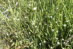 Lachnaea elsieae