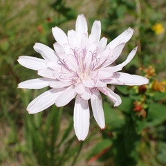 Scorzonera rosea