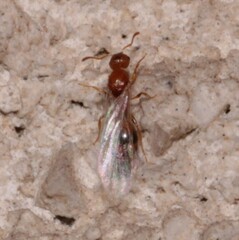 Temnothorax