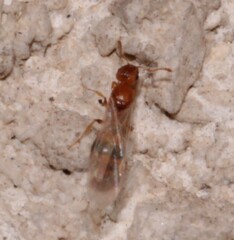 Temnothorax