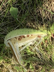 Asclepiadeae