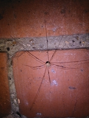 Dicranopalpus