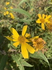 Helianthus hirsutus