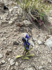 Gentianopsis