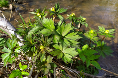 Trollius europaeus