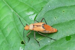 Leptocoris