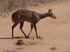 Tragelaphus sylvaticus sylvaticus