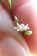 Lachnaea elsieae
