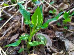 Stellaria bungeana