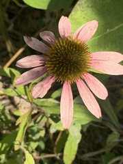 Echinacea