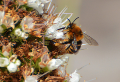 Amegilla quadrifasciata maderae