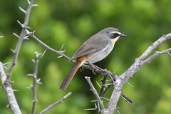 Cossypha caffra caffra