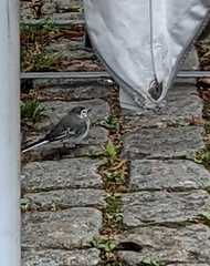 Motacilla alba