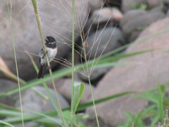 Sporophila morelleti