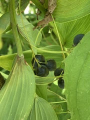 Polygonatum