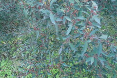 Maytenus acuminata acuminata