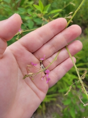 Desmodium tortuosum