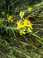 Isocoma pluriflora
