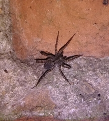 Pardosa amentata