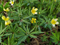 Anemonoides uralensis