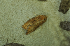 Choristoneura pinus