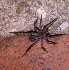 Pardosa amentata