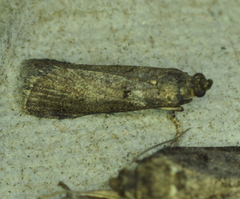 Oreana unicolorella